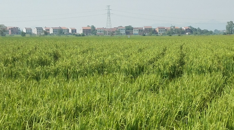 湖北武穴：大力发展再生稻产业 引领粮食丰产农民增收