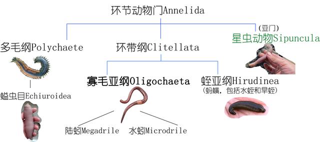 糧食大件事｜如果某天無米下鍋，你敢吃蚯蚓嗎？