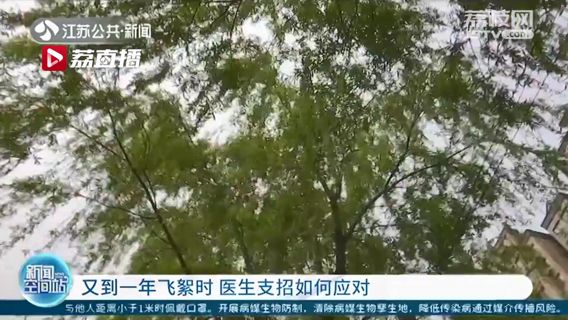 又到一年飞絮时 医生支招过敏体质如何应对