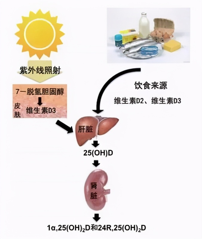 别让维生素变成“危生素”！——脂溶性维生素篇