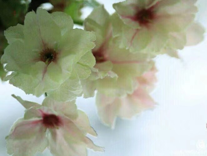 You had seen precious is rare cherry of rare the root-tuber of aromatic turmeric