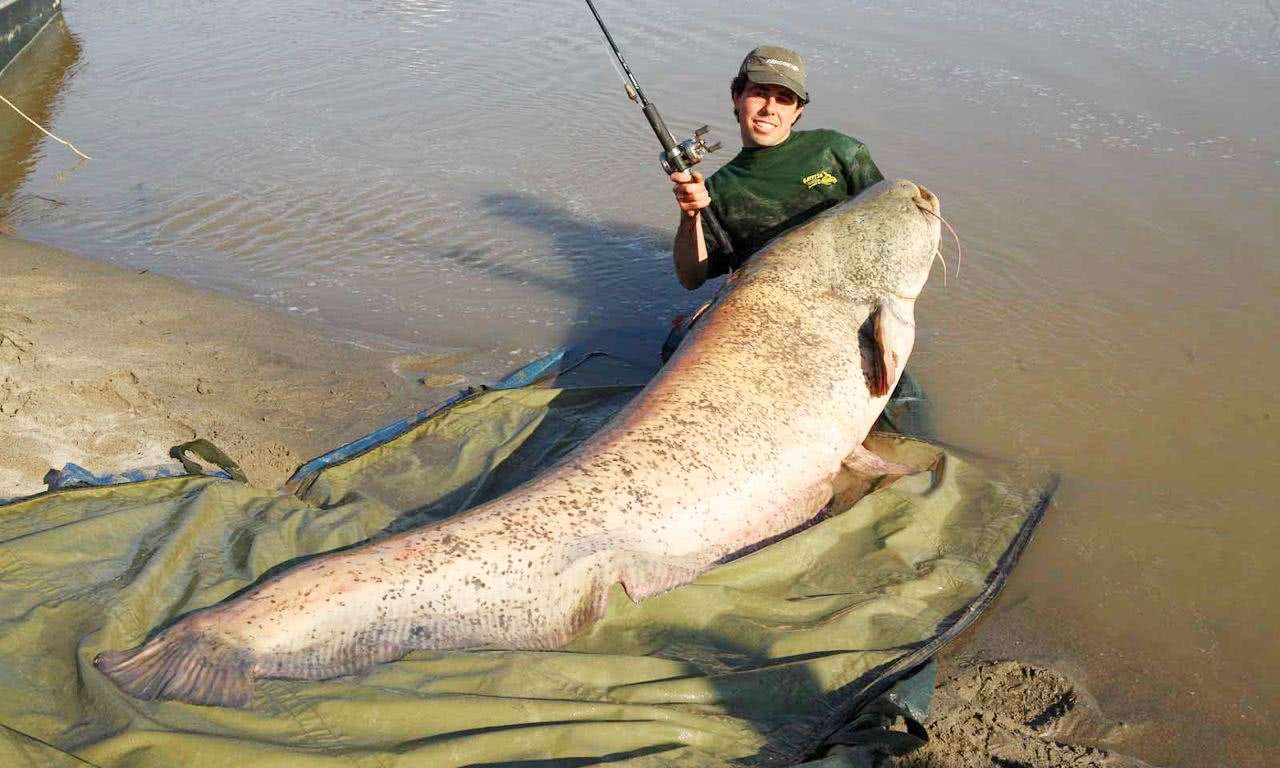 湄公河巨型鲶鱼图片