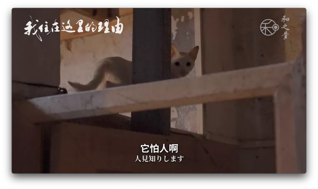 54岁不结婚不生孩子,她在中国的自由生活