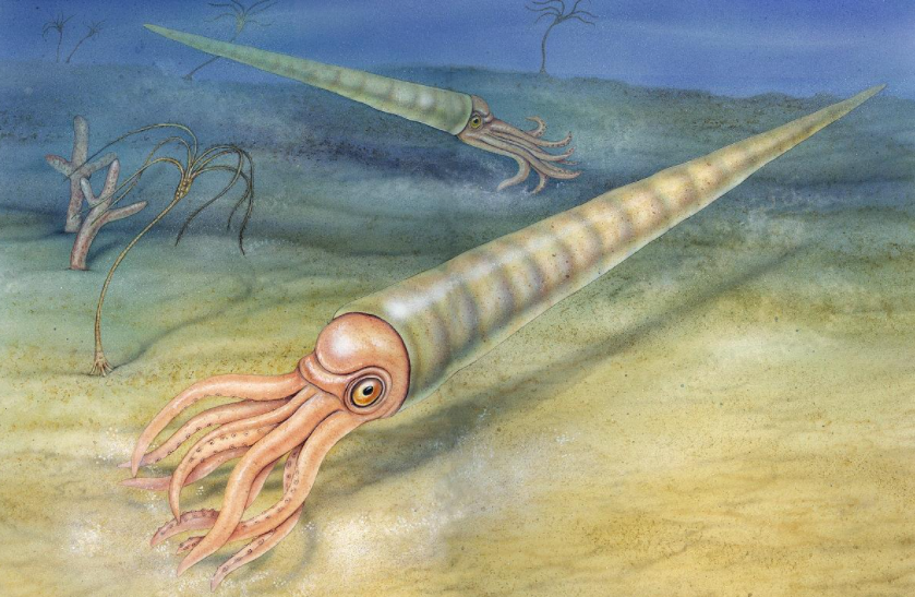 最古老的板足鲎(也叫海蝎)诞生于奥陶纪,它与今天的鲎在形态上有较大