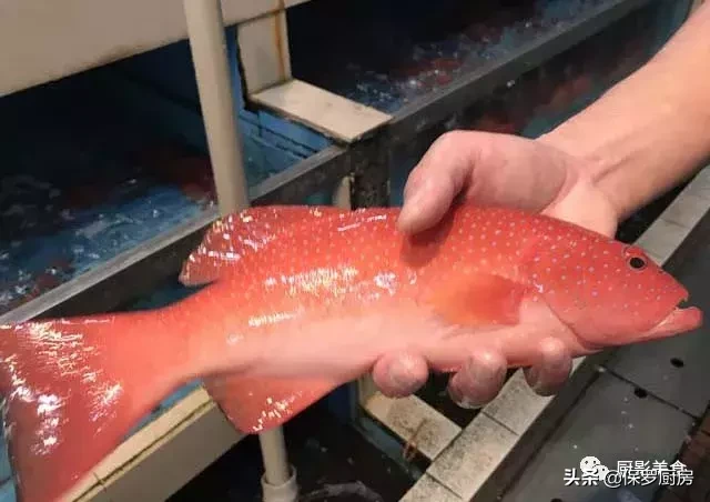 史上最全的顶级“海鱼”海鲜大全,全吃过的你人生就到达了巅峰!
