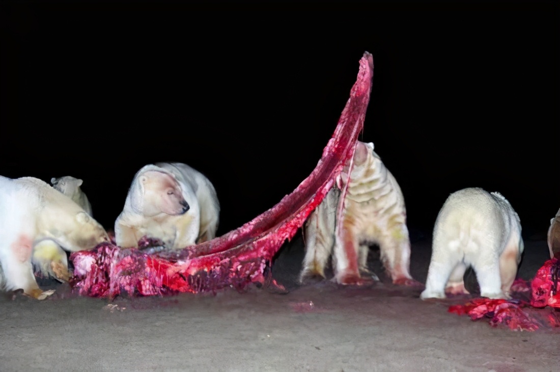 透过创业者兽性，看创业者苦乐，开启面对逆境的反脆弱力