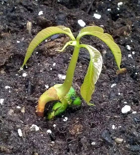 芒果核怎么变成小盆栽，“催芽”这一步最重要，不然埋土里不生根
