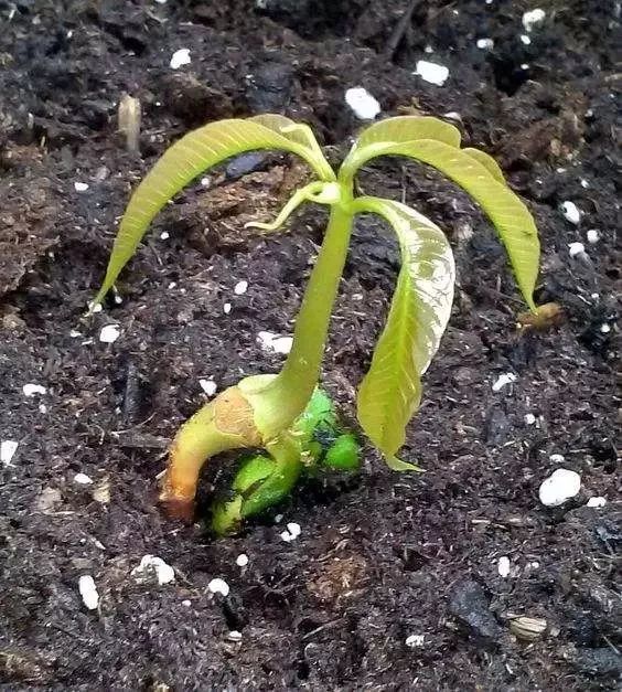 芒果核怎么变成小盆栽，催芽这一步最重要，不然埋土里不生根