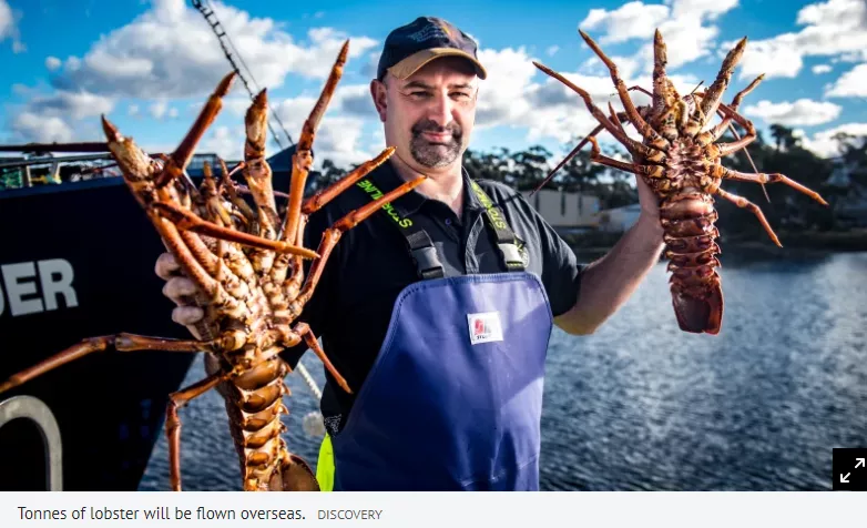 250吨澳洲龙虾流向市场，澳洲超市20澳元/只超低价仍卖不完
