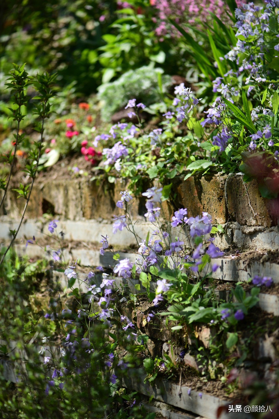 把野花种在花园里 二月兰 紫花地丁 野胡萝卜花 园丁 颜拾八 Mdeditor
