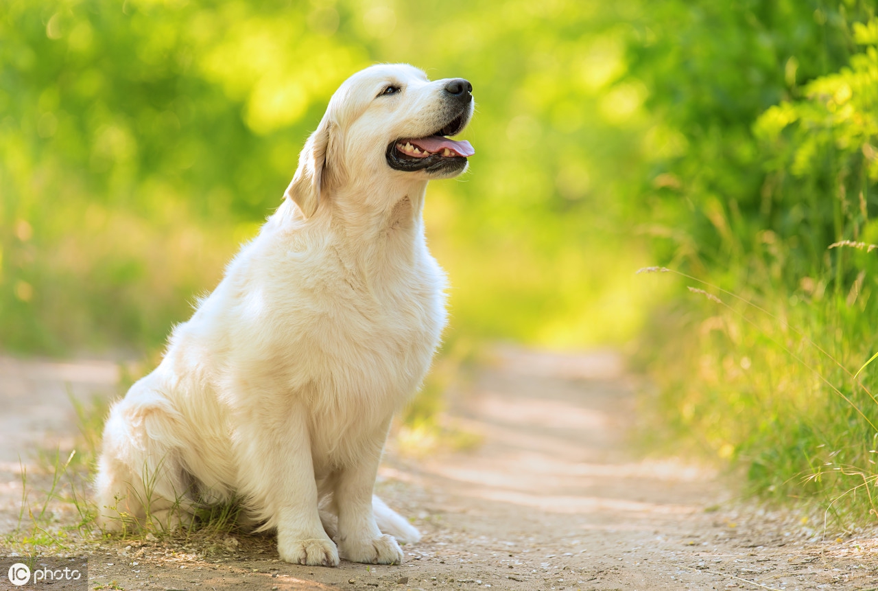 世界名狗(世界十大名犬盘点，一起来看看吧)