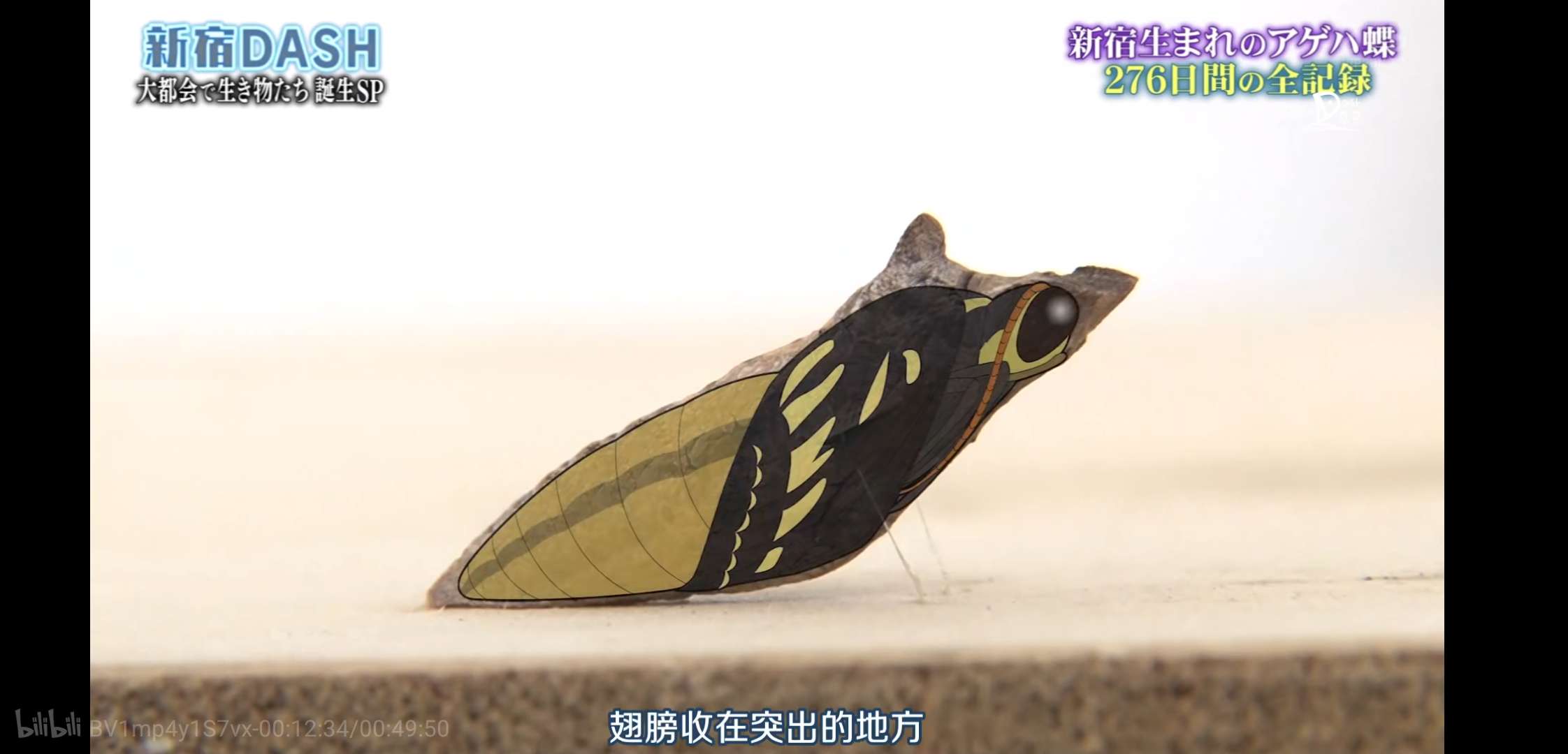 胆小慎入！这个日本综艺，花276天把一只大青虫拍得热血又中二