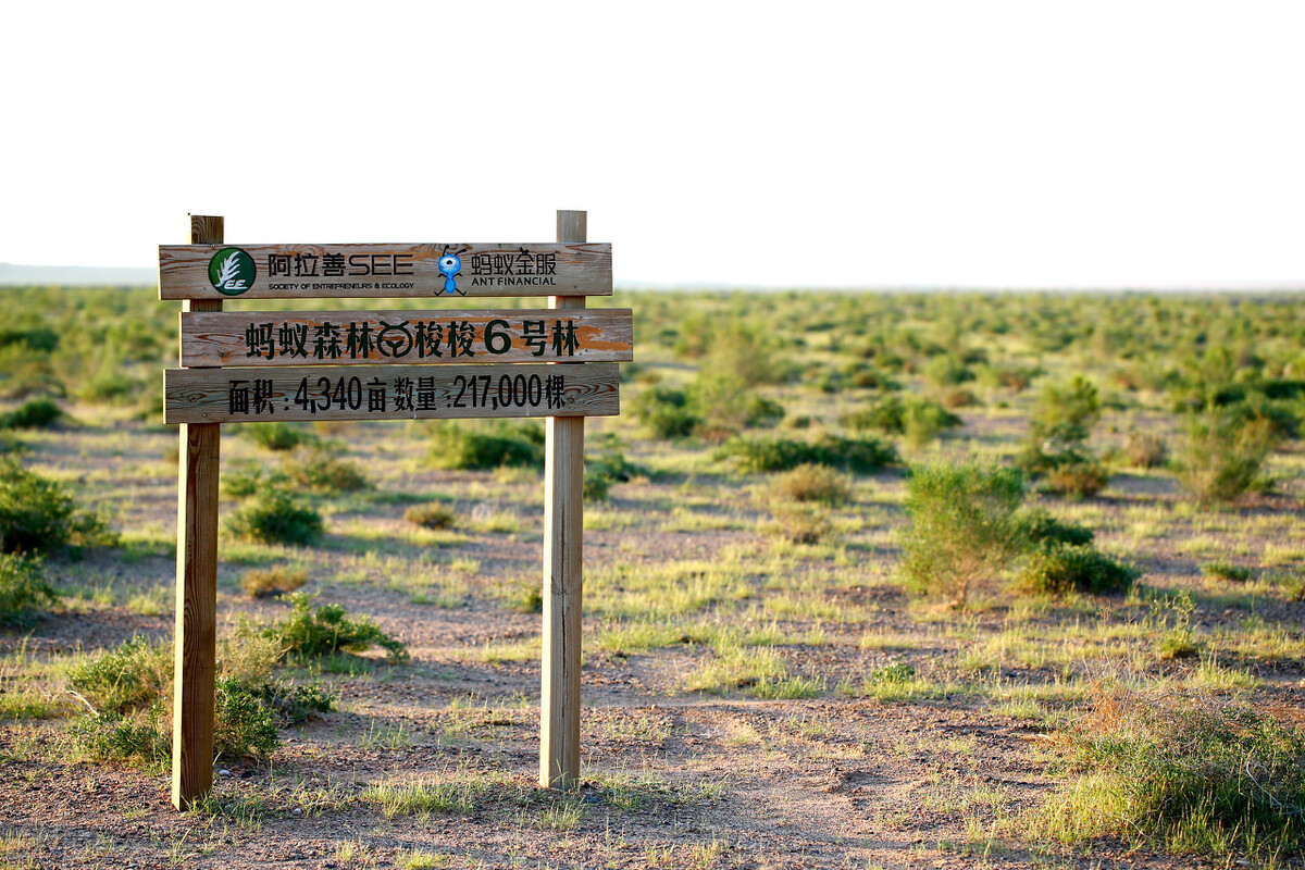又一个万亿级市场出现马云早已布局蚂蚁森林成突破点