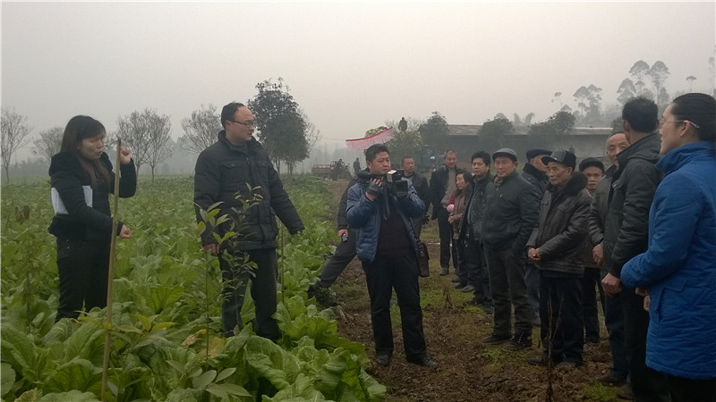 牛华芽菜产业定向帮扶贫，乐山芽菜发展示范基地