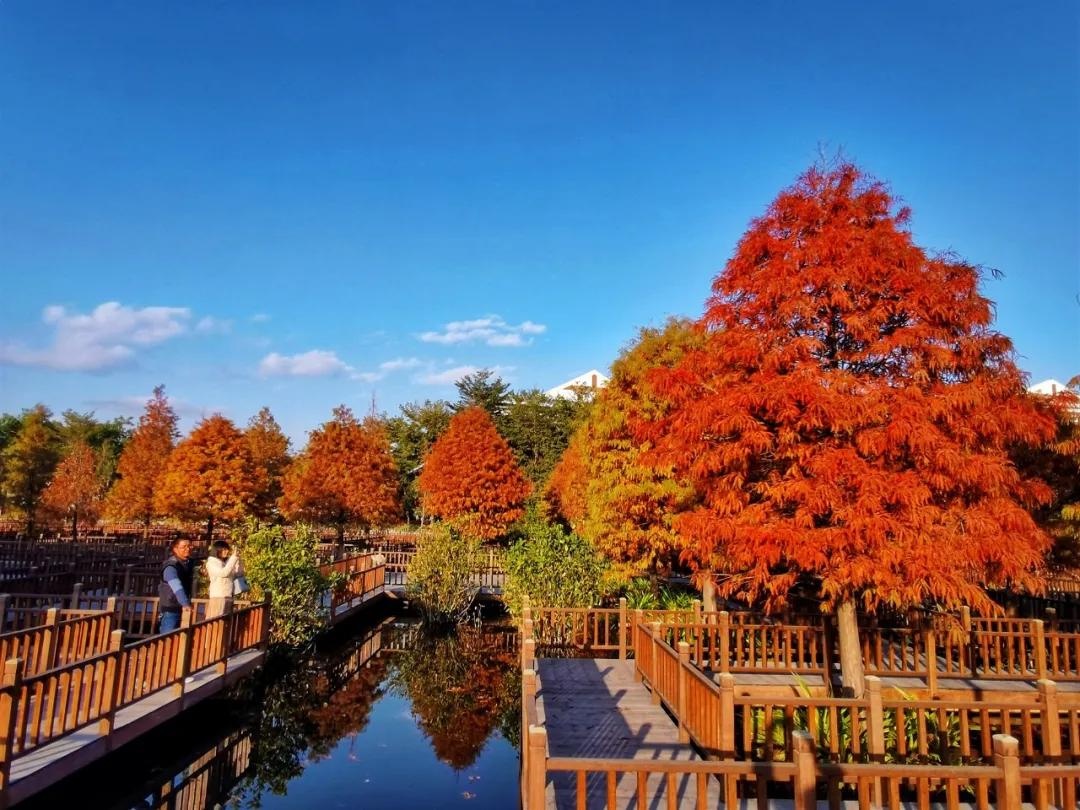 厦门的冬天是落羽杉带来的浪漫.