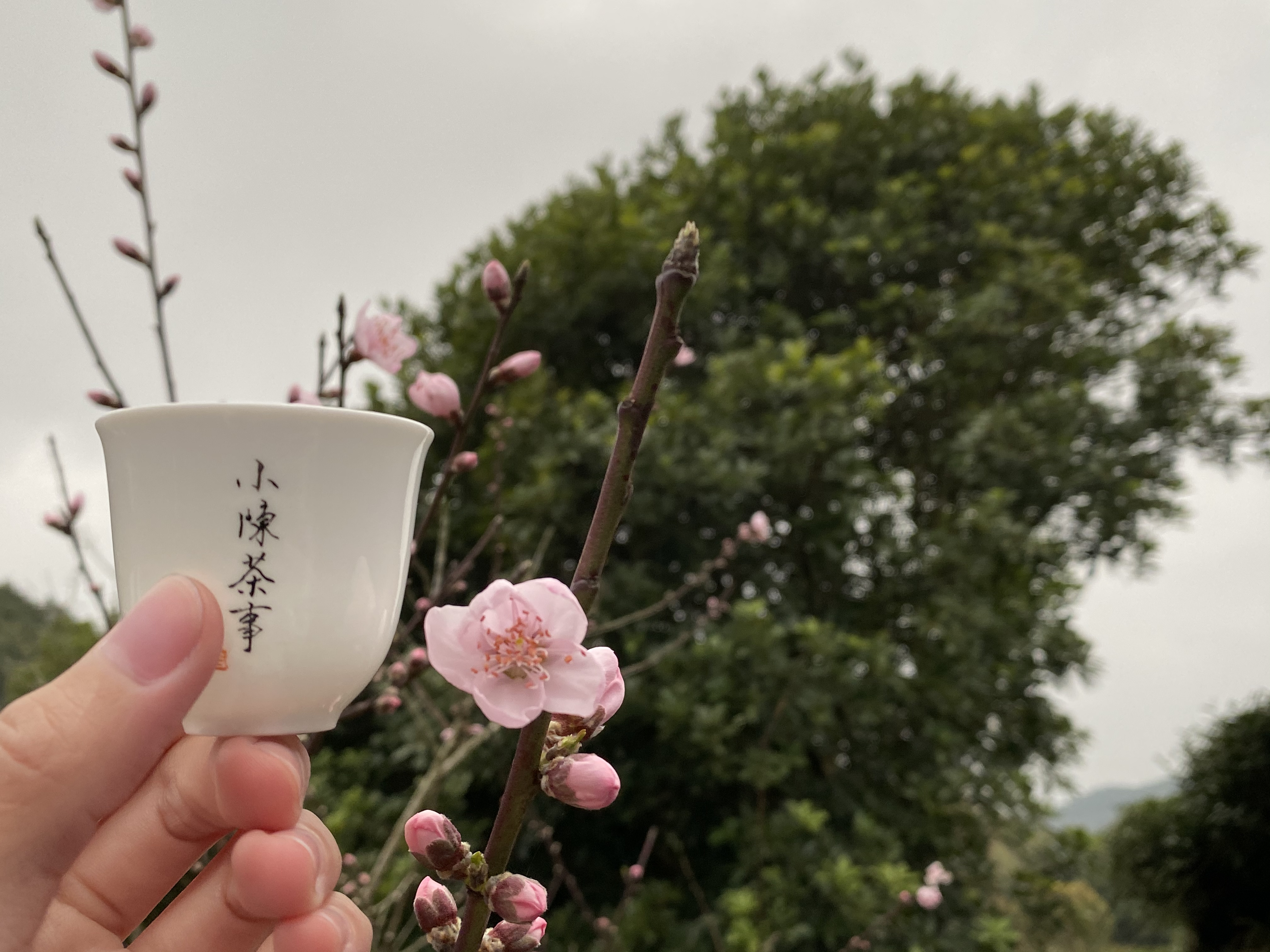 绿茶买龙井，红茶买金骏眉，白茶买老白茶，追着名气买茶有错吗？