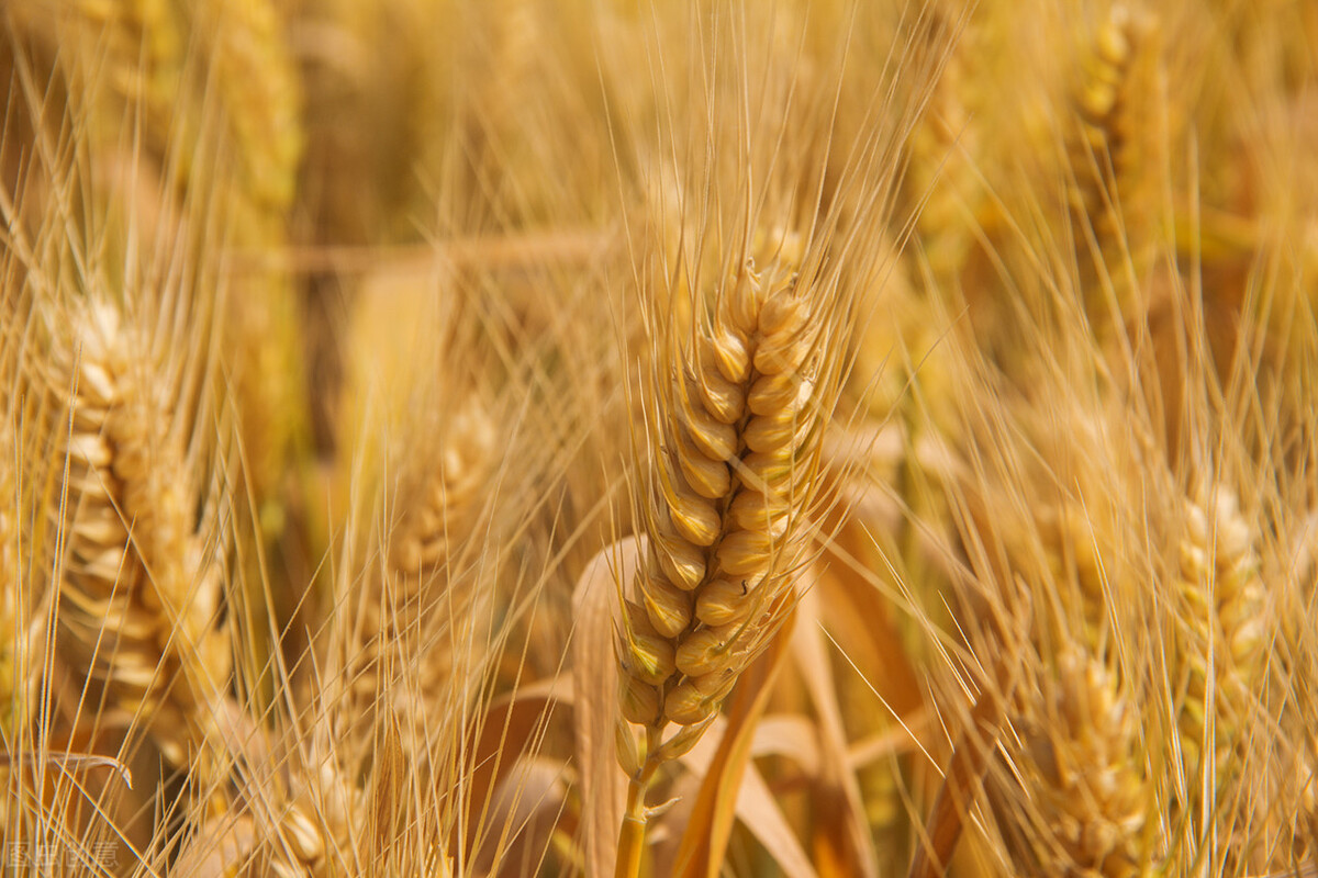玉米、小麦涨不停，稻谷行情如何？降雨利好粮价，老农为何发愁？