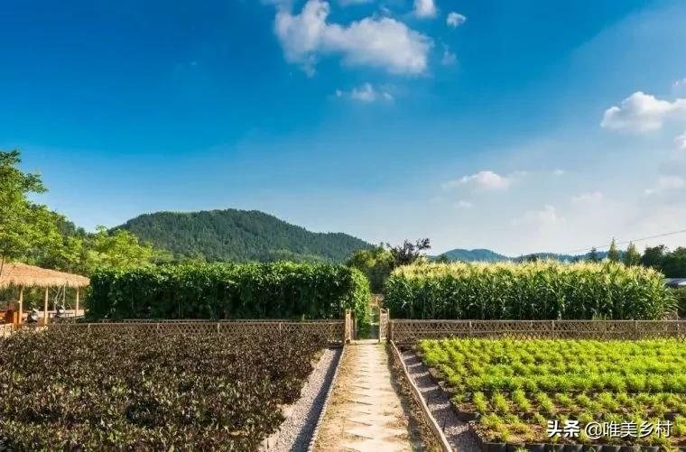 乡村振兴将给年轻人带来什么机遇？三大方向，破局“农业+”