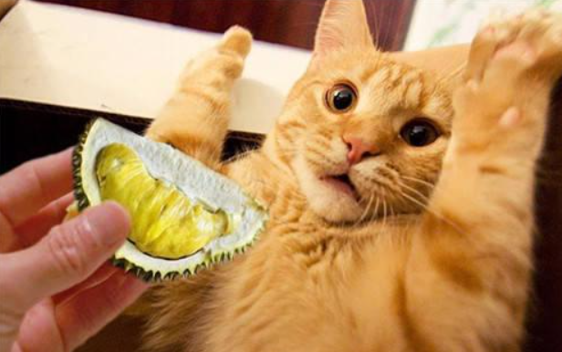 Feline Mi most 5 kinds of disgusting odour, do you have it to had been heard? 