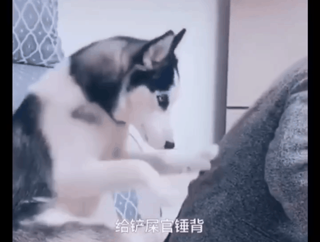 人类已经无法阻止宠物狗了……