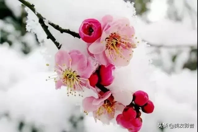 关于梅的诗句大全 梅雪争春未肯降，骚人阁笔费评章图片