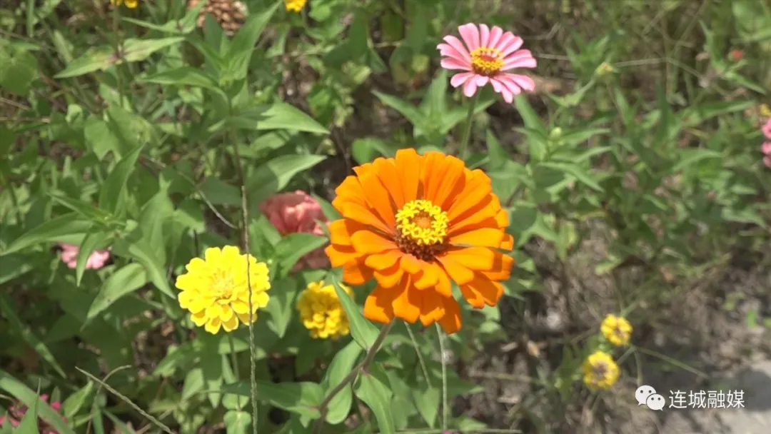 连城文亨：百日菊扮靓初秋乡间小道