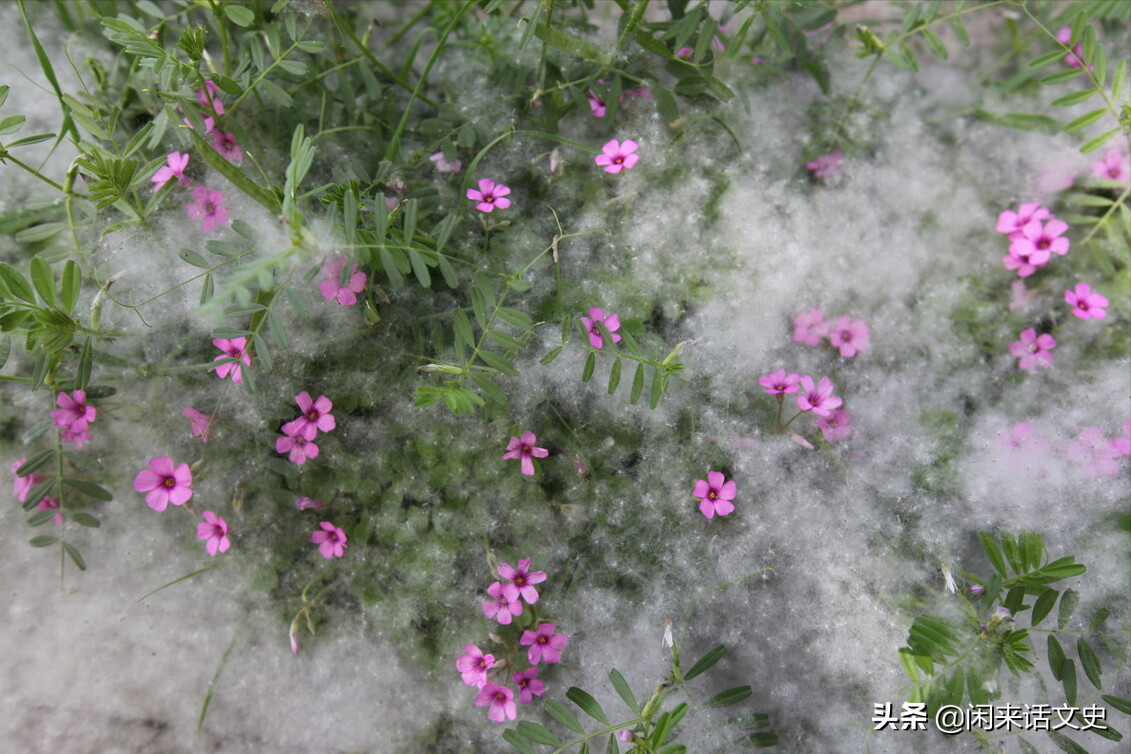 百花开过，草长莺飞，春天渐行渐远，读读写暮春的四首经典唐诗-第3张图片-非凡网