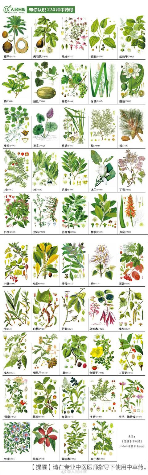 274种中草药材手绘图，值得认识收藏！
