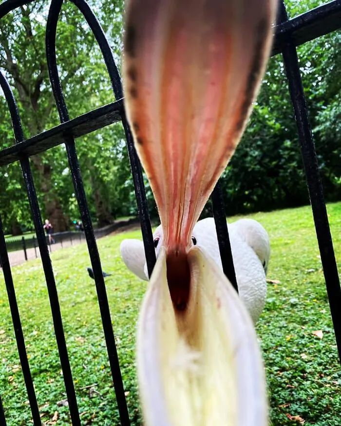 Atlas | Eider down takes the advantage that buys big drop, be clear at a glance with a ha is breathed out