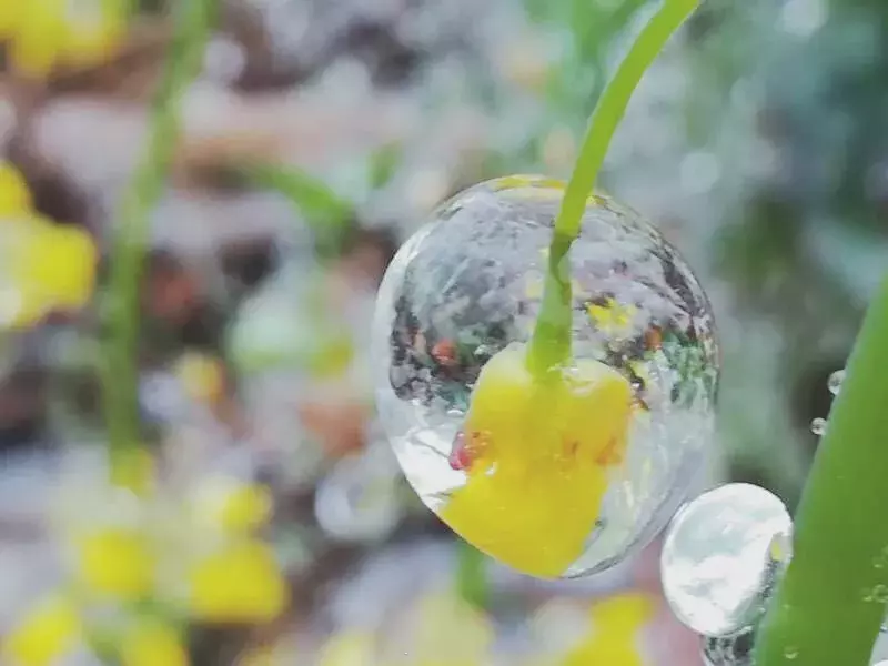 不用去看故宫的雪！钱塘江畔的冰雪霸屏了……美翻了整个江南！