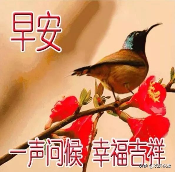 早上好图片大全 最新图片图片
