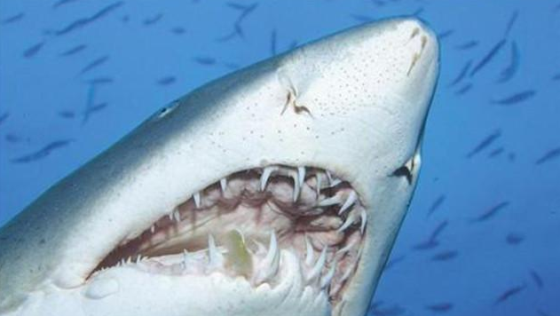 问世间谁的牙齿最牛逼？盘点动物界的那些奇异的牙齿