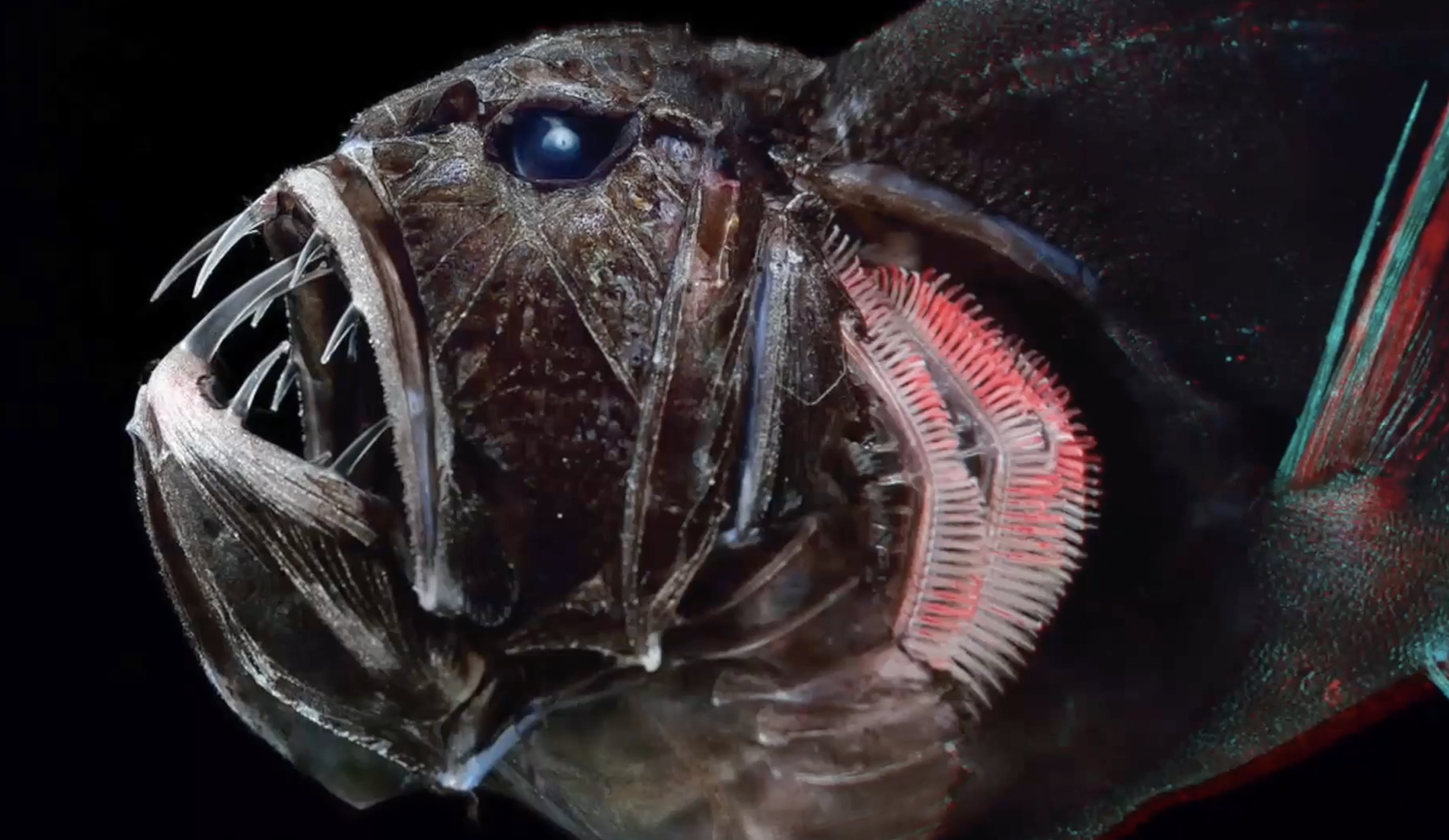 盤點海洋中10個比巨齒鯊更可怕的史前怪物 你喜歡哪個 宇宙孤獨 Mdeditor