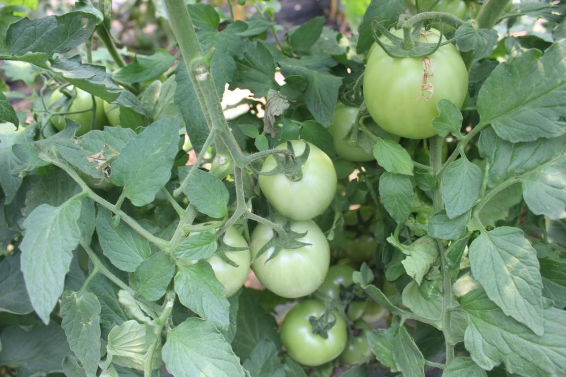 西红柿连茬种植病害多 土壤净化产量高效益好