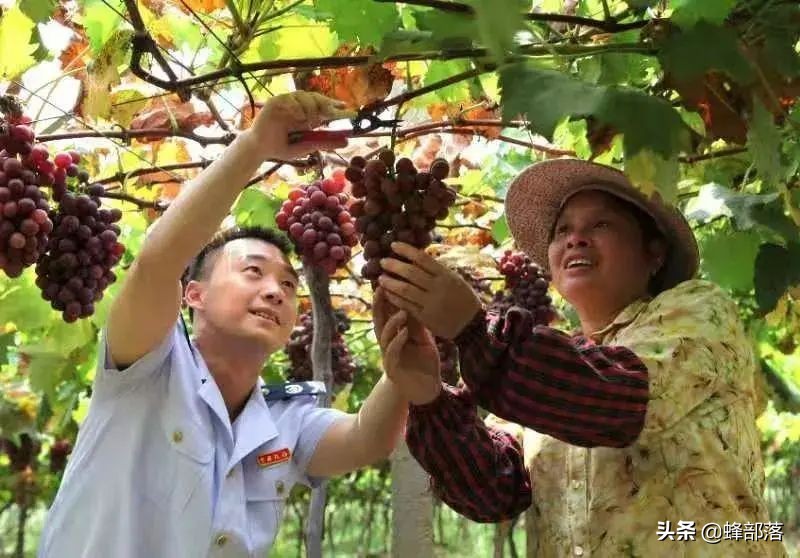 农业农村部：回乡创业有补助，个人最高可获20万元财政贴息贷款