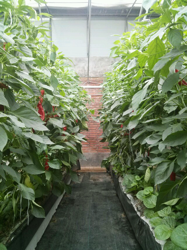 温室种植小知识之网槽式基质栽培