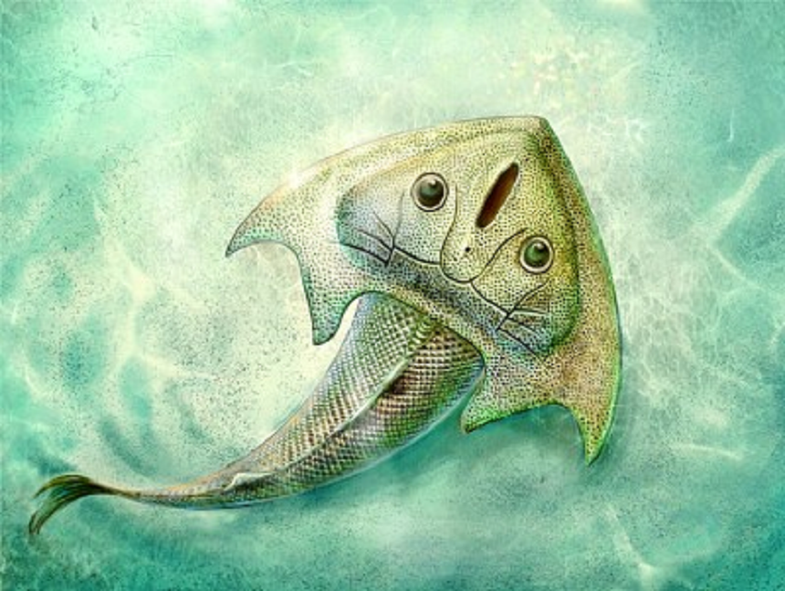 研究人员在云南曲靖发现4.19亿年前最古老的三尖鱼类