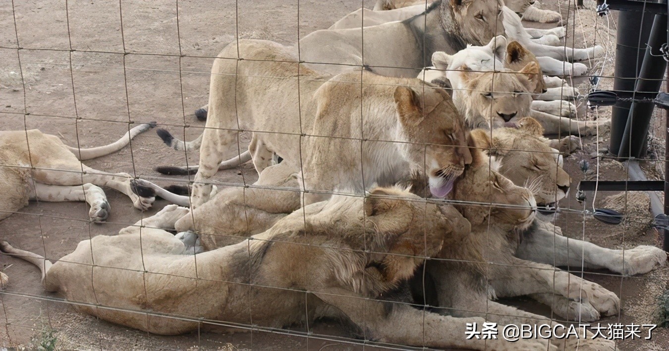 6park Com 8000只狮子要被安乐死 南非 养狮业 走到尽头 有人已等了16年