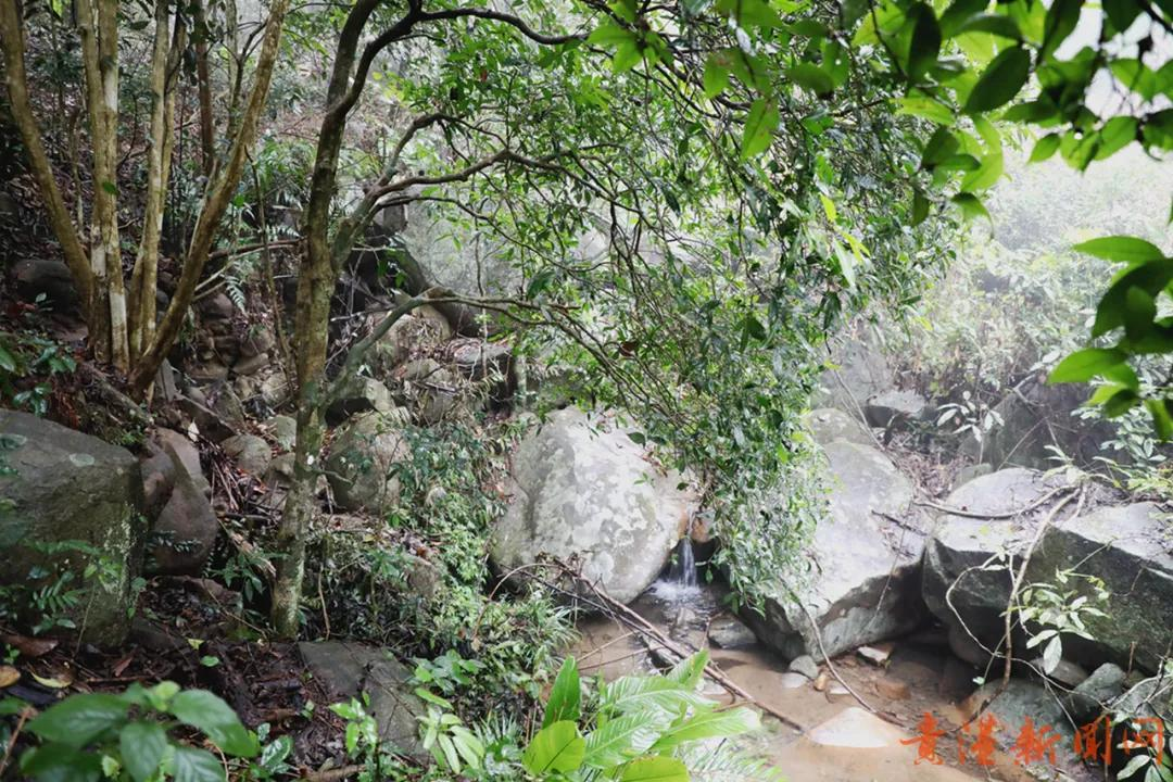 探访藏在高山云雾里的珍稀野生始祖茶