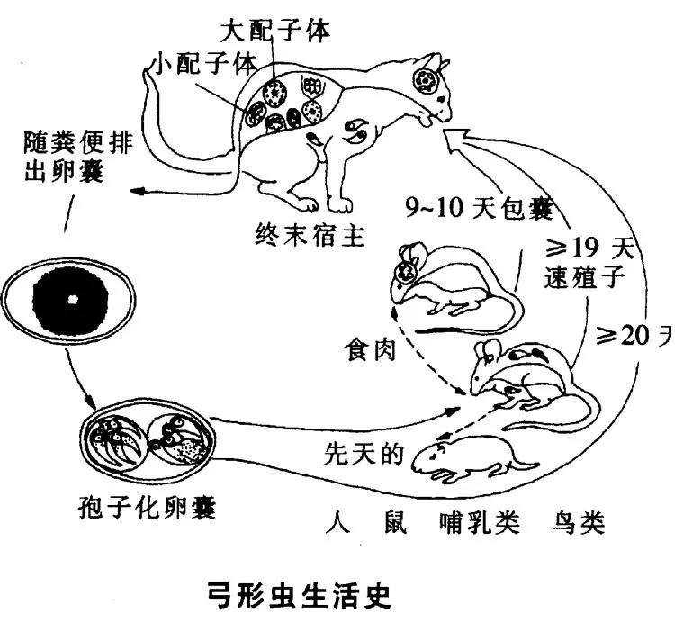 “弓形虫”不是洪水猛兽！无需恐慌，但不能大意