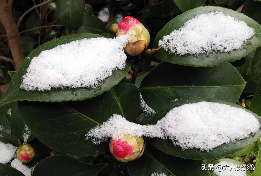 6 how: Heavy snow flies violently greet New Year, the Xue Jingtai in cameraman camera lens is beautiful