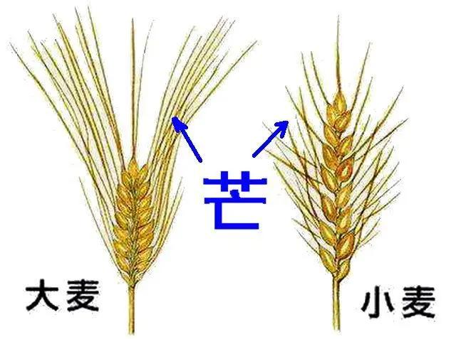 大麦 粗粮中的细粮 卧竹轩主 Mdeditor