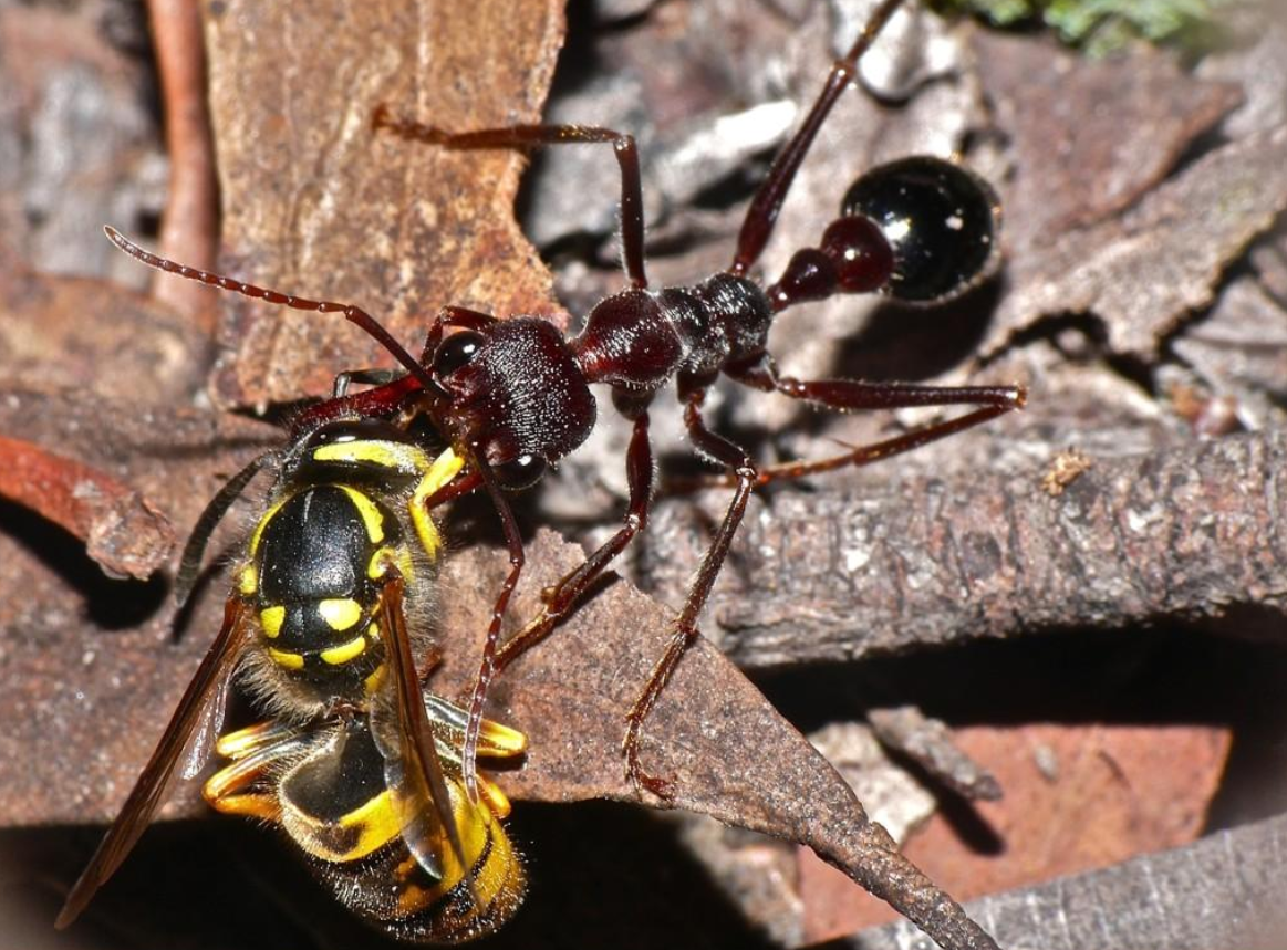 38隻毒螞蟻進入山東被查，毒性有多強？相似毒蟻15分鍾內可要人命