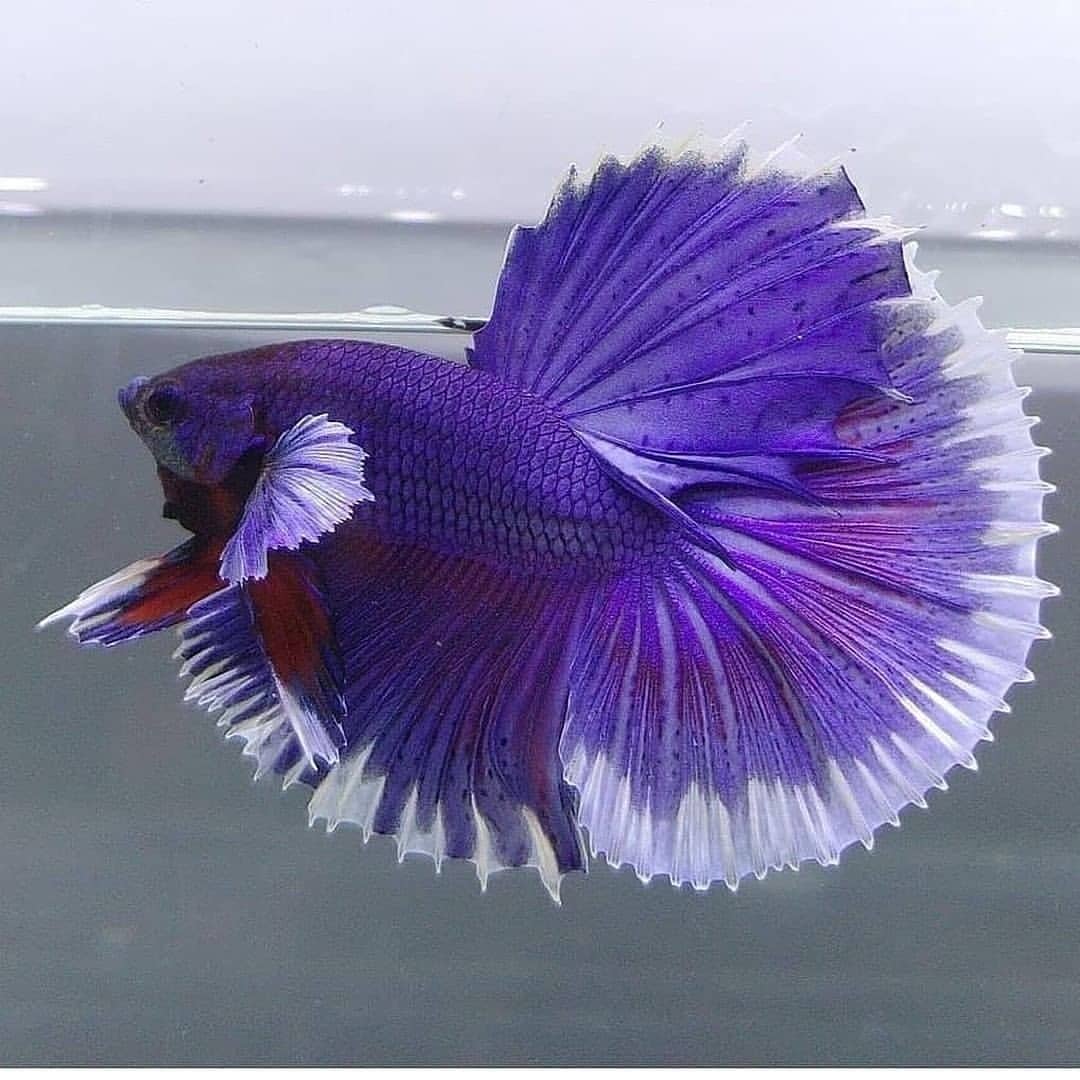 泰國鬥魚被講爛了 那就乾脆聊一聊關於迷鰓魚 元野自然 Mdeditor