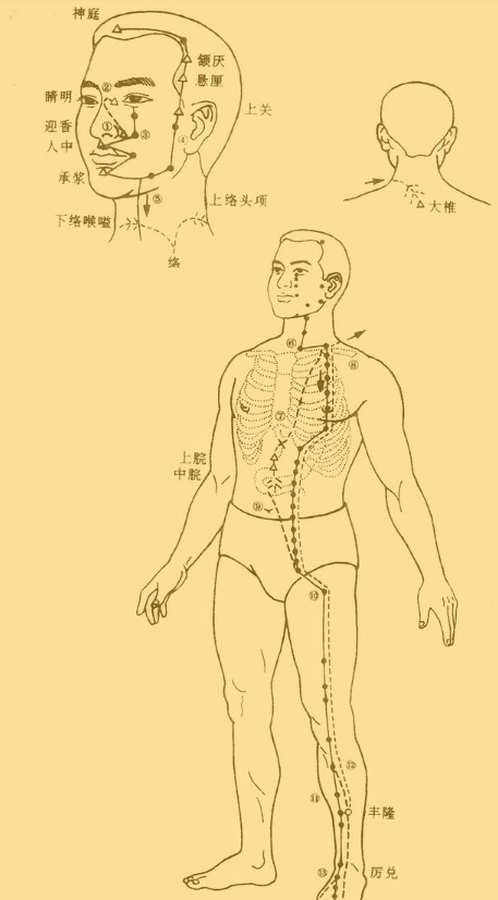 中醫推拿之十二經脈詳解圖附具體穴位定位和經脈走向