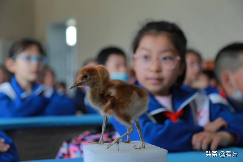 齊齊哈爾育紅小學(xué)怎么樣?走進(jìn)大自然開眼界(圖2)