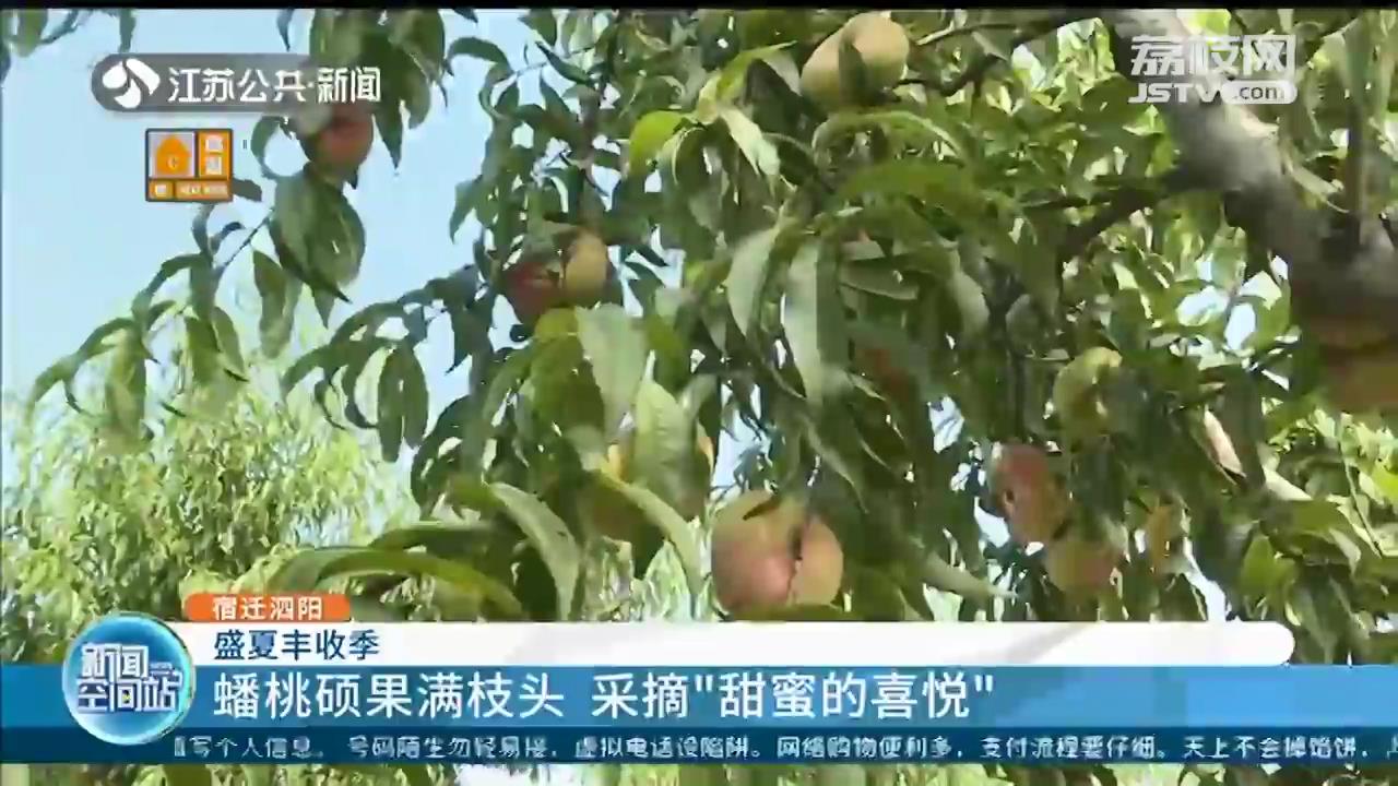 盛夏收获季！江苏多地一批鲜果、蔬菜迎来丰收