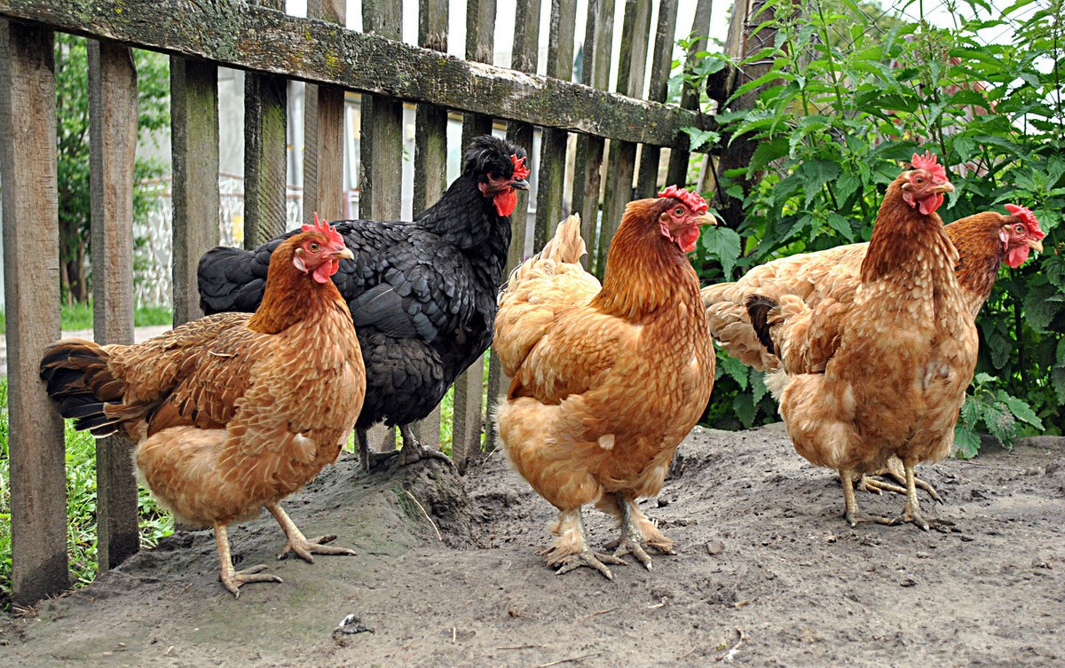 专家揭秘：什么是真正的土鸡蛋？