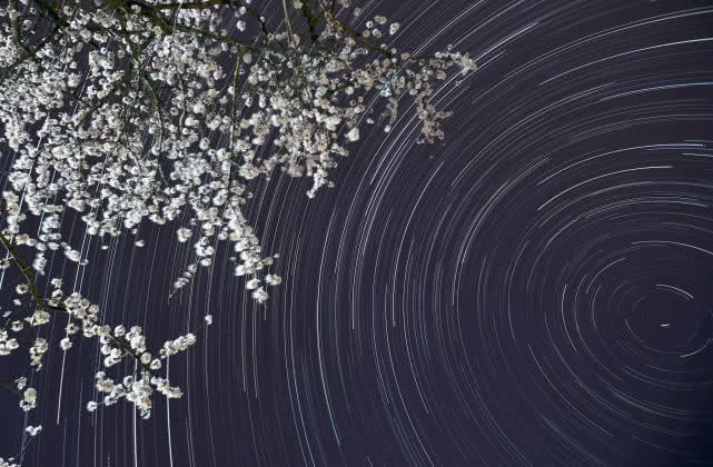 靜謐的夜色中，看花與星空的對話