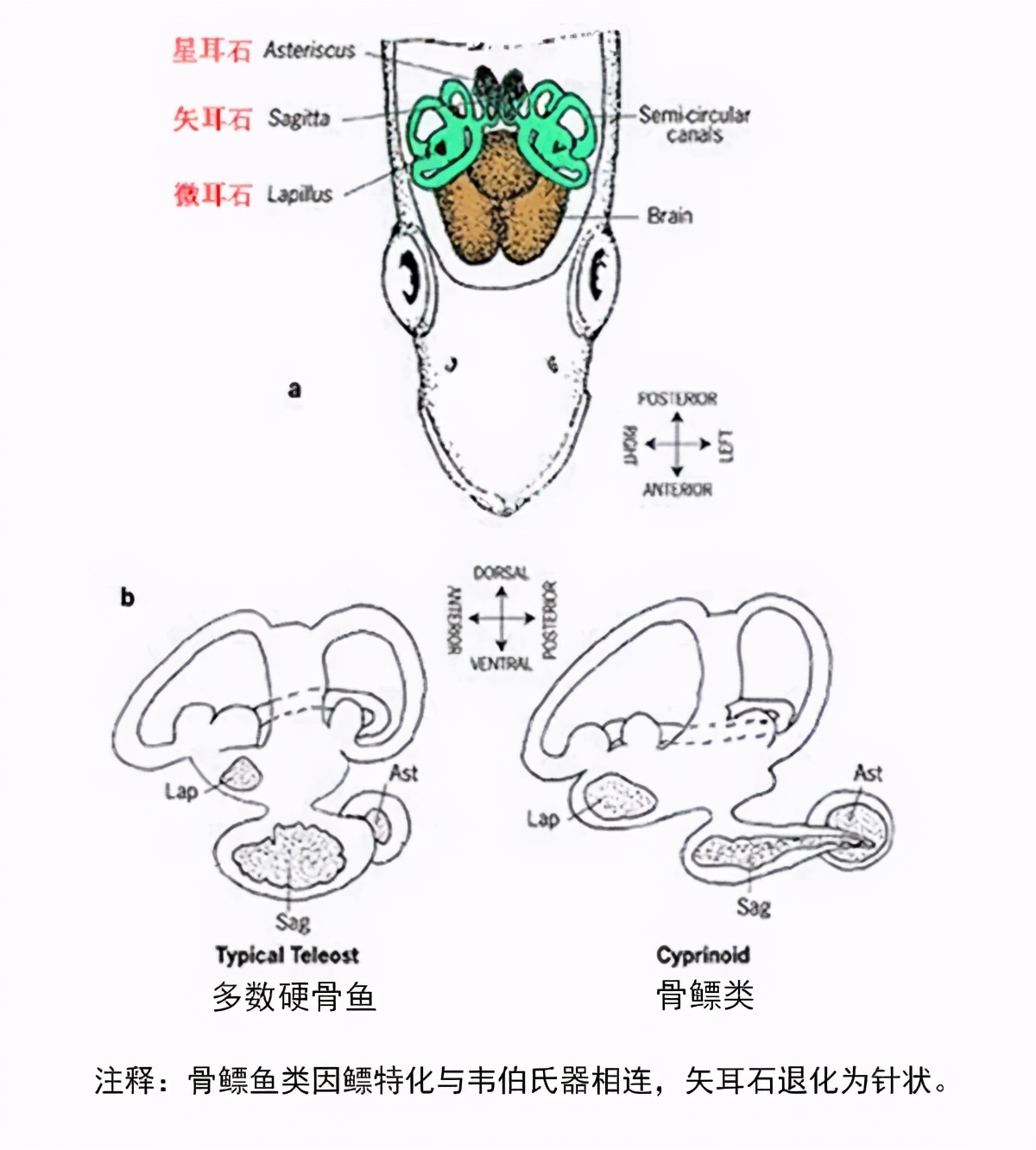 了解鱼的耳石鱼类内耳中的硬组织具有听觉平衡和加速等感觉功能